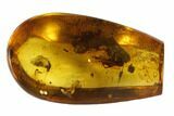 Fossil Bush Cricket & Fly In Baltic Amber - Rare! #93894-1
